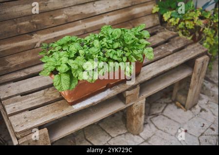 Une plante de basilic vert luxuriant prospérant dans un pot en terre cuite, placé sur un banc en bois rustique dans un cadre de jardin extérieur, évoquant un sentiment de calme et n Banque D'Images