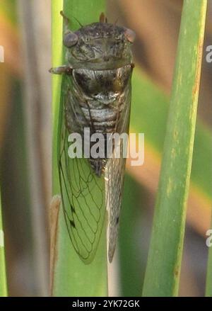 Cicada du jour du chien des plaines (Neotibicen auriferus) Banque D'Images