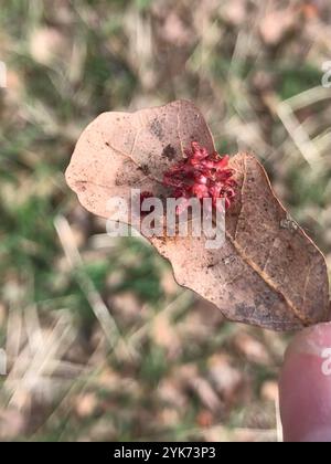 Guêpe aux galles d'oursin (Cynips quercusechinus) Banque D'Images