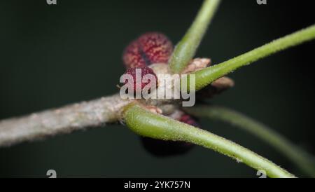Guêpe galloise (Kokkocynips imbricariae) Banque D'Images