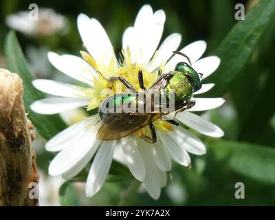 Abeille sueur verte pure (Augochlora pura) Banque D'Images