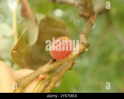 Guêpe galloise (Kokkocynips imbricariae) Banque D'Images