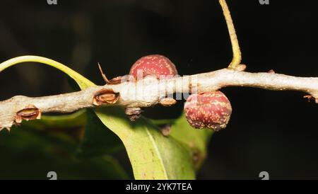 Guêpe galloise (Kokkocynips imbricariae) Banque D'Images