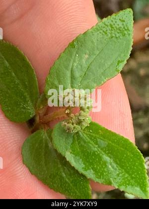 Tapis de sable Florida Hammock (Euphorbia ophthalmica) Banque D'Images