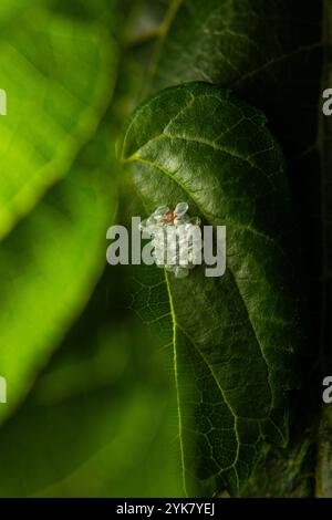 Goiania, Goias, Brésil – 16 novembre 2024 : un amas d’œufs d’insectes épinglés à une feuille de mûrier. Banque D'Images