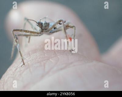 Insecte Assassin à quatre impulsions (Zelus tetracanthus) Banque D'Images