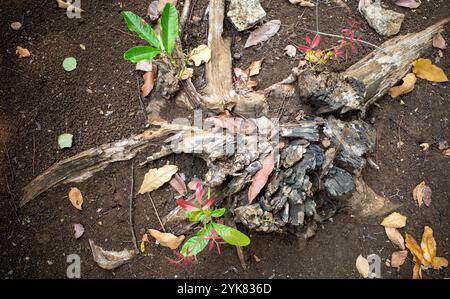 De nouvelles plantes poussent à partir de vieilles plantes mortes dans les forêts tropicales en Indonésie. Banque D'Images