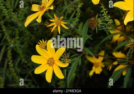 Beggarticks barbus (Bidens aristosa) Banque D'Images