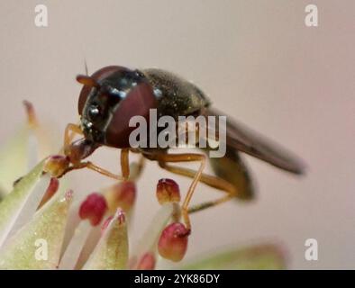 Mouche de Duskyface variable (Melanostoma mellinum) Banque D'Images