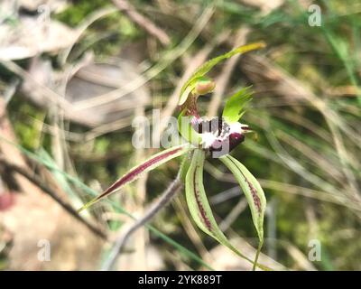 Petite orchidée araignée (Caladenia parva) Banque D'Images