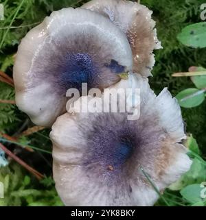 Chapeau de cire d'olive (Hygrophorus olivaceoalbus) Banque D'Images