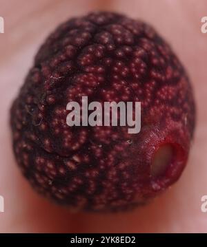 Guêpe galloise (Kokkocynips imbricariae) Banque D'Images