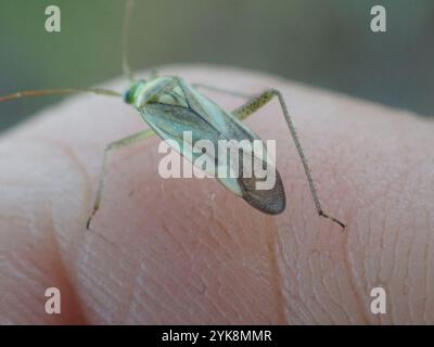 Bug de luzerne (Adelphocoris lineolatus) Banque D'Images