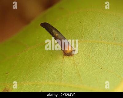 Cinglerie en forme d'algues de Hickory (Caryomyia subulata) Banque D'Images