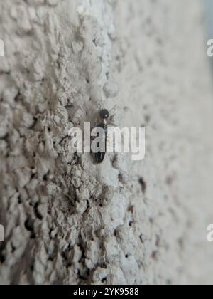 Termite de bois sec à cou jaune (Kalotermes flavicollis) Banque D'Images