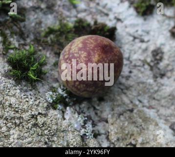 Guêpe galloise (Kokkocynips imbricariae) Banque D'Images