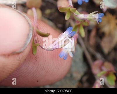 marie aux yeux bleus à petites fleurs (Collinsia parviflora) Banque D'Images