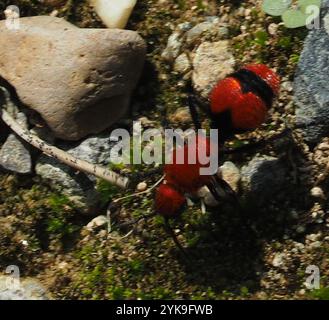 Fourmi de velours oriental commun (Dasyutilla occidentalis) Banque D'Images