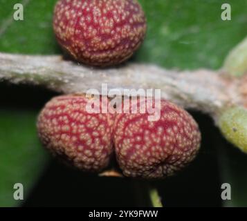 Guêpe galloise (Kokkocynips imbricariae) Banque D'Images