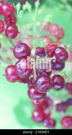 American spikenard (Aralia racemosa) Banque D'Images