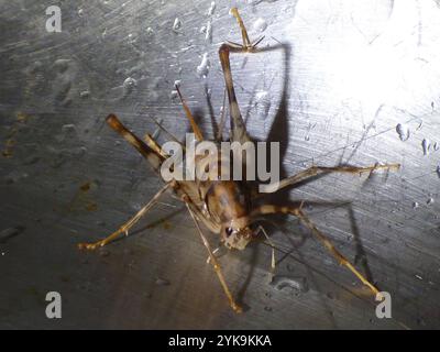 Cricket de chameau de serre (Tachycines asynamorus) Banque D'Images