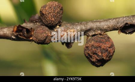 Guêpe galloise (Kokkocynips imbricariae) Banque D'Images