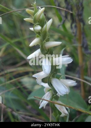 Tresses pour dames Great Plains (Spiranthes magnicamporum) Banque D'Images