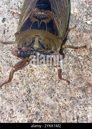 Cicada du jour du chien des plaines (Neotibicen auriferus) Banque D'Images