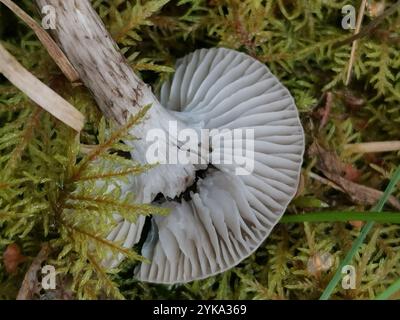 Chapeau de cire d'olive (Hygrophorus olivaceoalbus) Banque D'Images