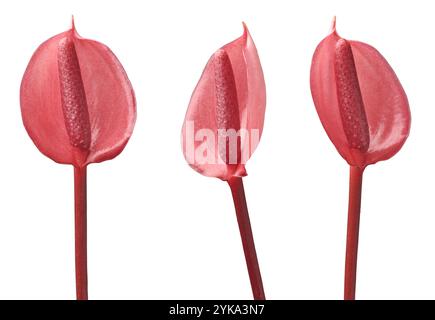 ensemble de petite variété rouge vif d'anthurium andreanum fond blanc isolé, fleurs ornementales de flamant rose d'intérieur dans différents angles Banque D'Images