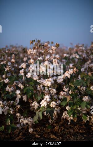 Le crépuscule et les feux de travail brillent sur les plants de coton prêts à être récoltés, lors de la récolte de coton Ernie Schirmer Farms qui a la famille, les autres agriculteurs et les travailleurs se regroupant pour les longues journées de travail, à Batesville, au Texas, le 23 août 2020. Il y a cinq jours, la pluie a arrosé cette récolte de coton, trempant le sol et faisant tomber et balancer les délicats bolls ronds de coton de la plante. De 10 H à 22 h, les récolteuses sont conduites à travers les champs circulaires (irrigués par pivot). Les moissonneuses utilisent des têtes de récolte spécialisées qui tordent et tirent la boulette de coton douce de la plante ; puis le co Banque D'Images