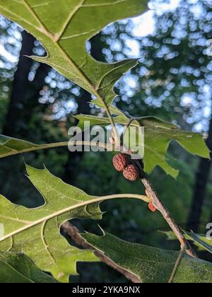 Guêpe galloise (Kokkocynips imbricariae) Banque D'Images