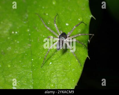 Araignée rampante eurasienne (Philodromus dispar) Banque D'Images