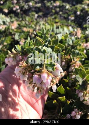 Manzanita de San Bruno (Arctostaphylos imbricata) Banque D'Images