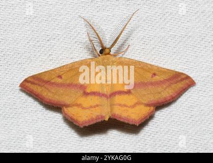 Teigne géomètre de l'aspersion (Haematopis grataria) Banque D'Images