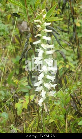 Tresses pour dames Great Plains (Spiranthes magnicamporum) Banque D'Images