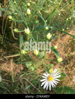 Astre blanc poilu oldfield (Symphyotrichum pilosum) Banque D'Images