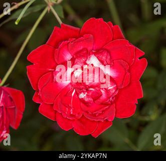 Rose rouge vif avec des taches blanches au centre des pétales, sur fond vert foncé Banque D'Images