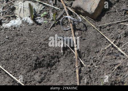 Coléoptère tigre boréal à longues lèvres (Cicindela longilabris) Banque D'Images