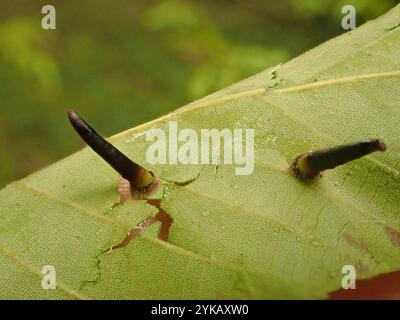 Cinglerie en forme d'algues de Hickory (Caryomyia subulata) Banque D'Images