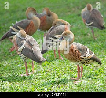 Petit troupeau de beaux canards sifflants à plumes, Dendrocygna eytoni, sur la pelouse dans les parcs de la ville en Australie Banque D'Images
