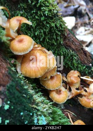 Queue d'épin (Xeromphalina campanella) Banque D'Images