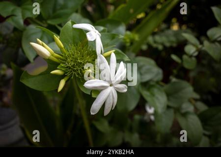 Crêpe blanche fleurs de jasmin (Tabernaemontana divaricata), foyer peu profond. Banque D'Images