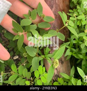 Tapis de sable Florida Hammock (Euphorbia ophthalmica) Banque D'Images
