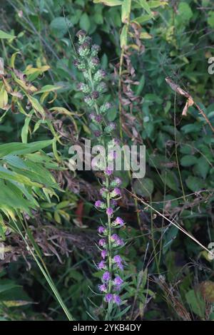 Étoile flamboyante rugueuse (Liatris aspera) Banque D'Images