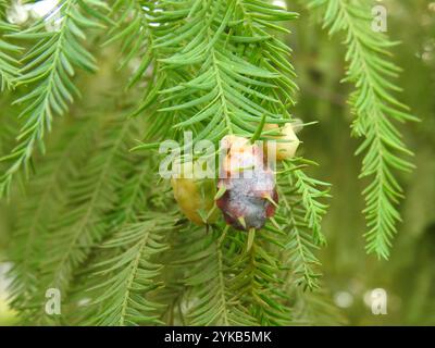 Cypress Twig Gall Midge (Taxodiomyia cupressiananassa) Banque D'Images