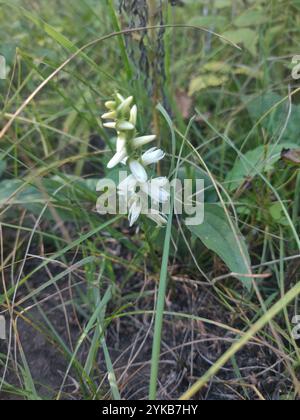 Tresses pour dames Great Plains (Spiranthes magnicamporum) Banque D'Images
