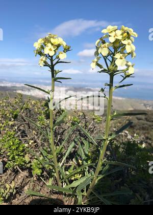 Fleur de mur de San Francisco (Erysimum franciscanum) Banque D'Images