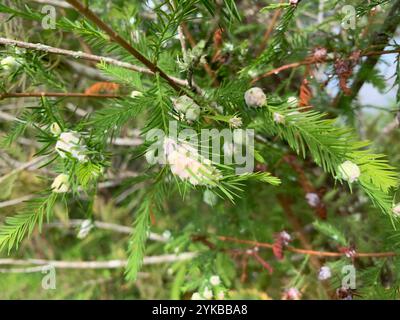 Cypress Twig Gall Midge (Taxodiomyia cupressiananassa) Banque D'Images
