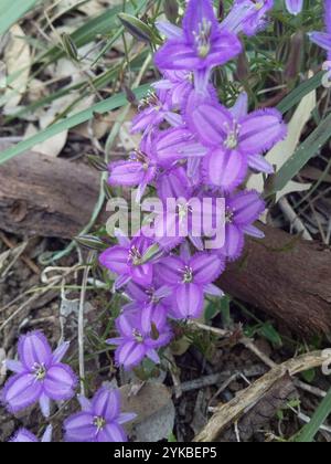 Twining Fringe-Lys (Thysanotus patersonii) Banque D'Images